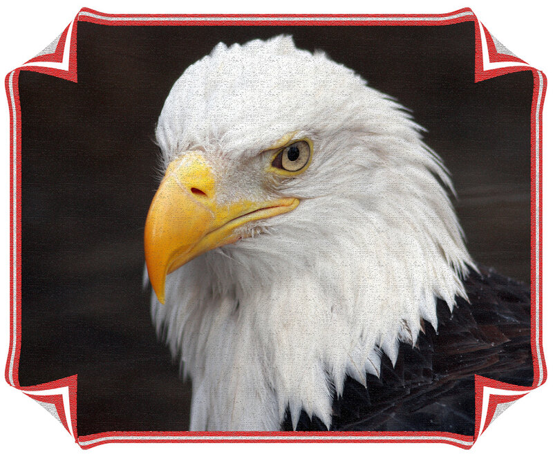 Bald Eagle Head — White, Serious, Photograph, Beak, Eye