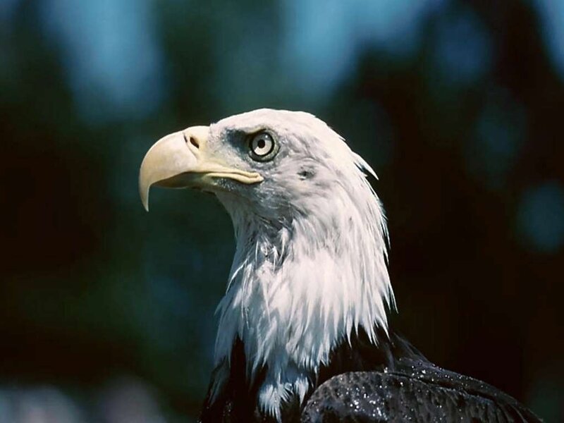 Bald Eagle Head — White, Serious, Photograph, Beak