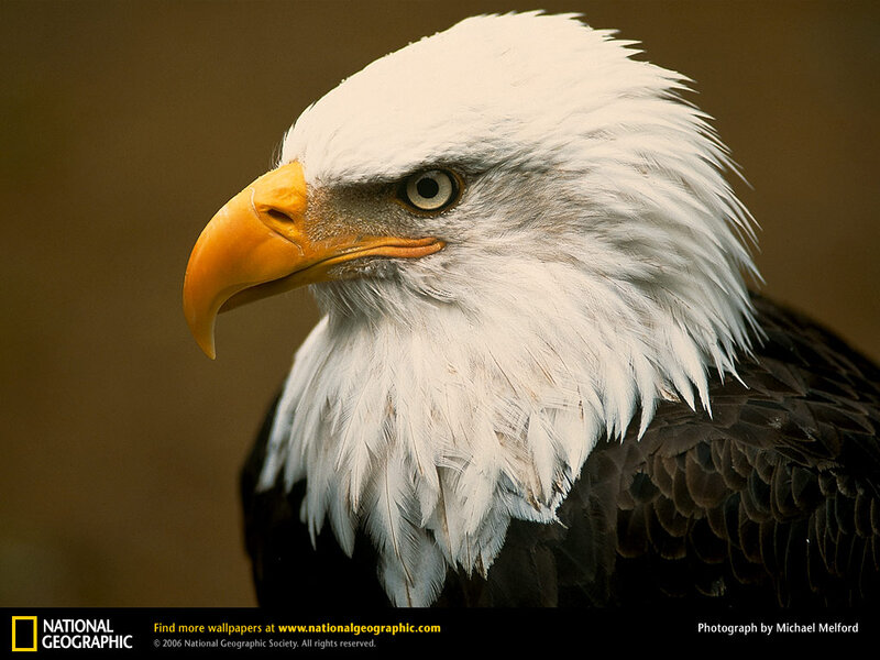 Bald Eagle Head — White, Serious, Photograph