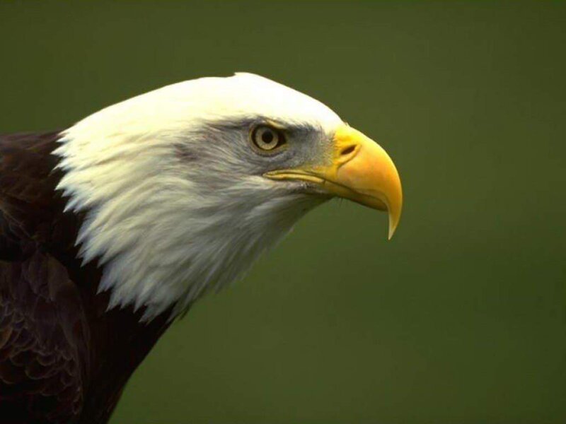 Bald Eagle Head — White