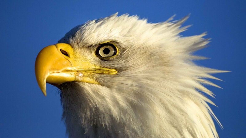 Bald Eagle Head — White, Yellow