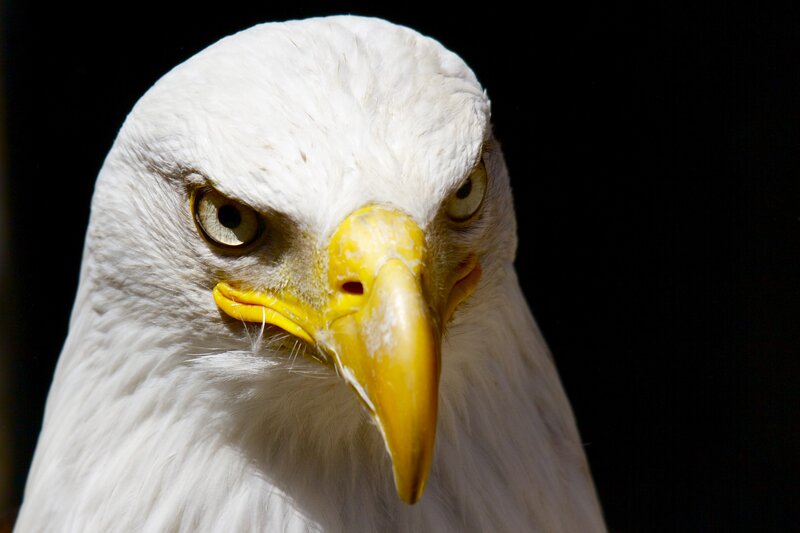 Bald Eagle Head — Yellow Beak