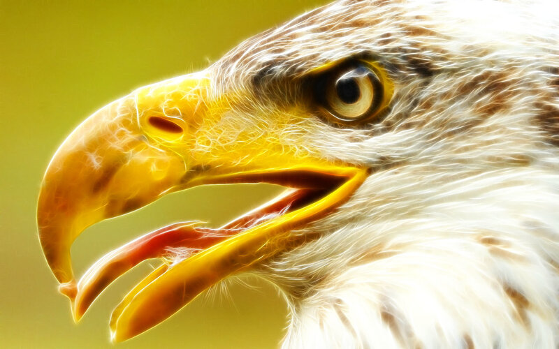 Bald Eagle Head — Yellow, Intense
