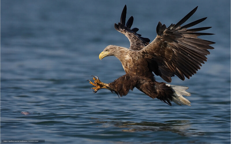 Bald Eagle Hunting — Brown, Dramatic, Morning