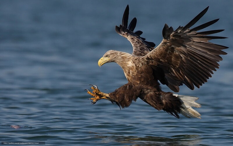 Bald Eagle Hunting — Brown, Dramatic, Photograph