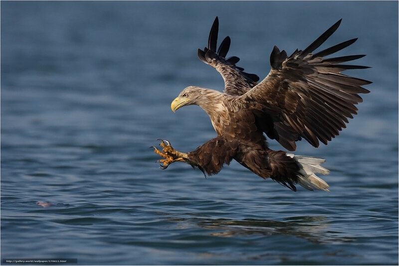 Bald Eagle Hunting — Brown, Dramatic
