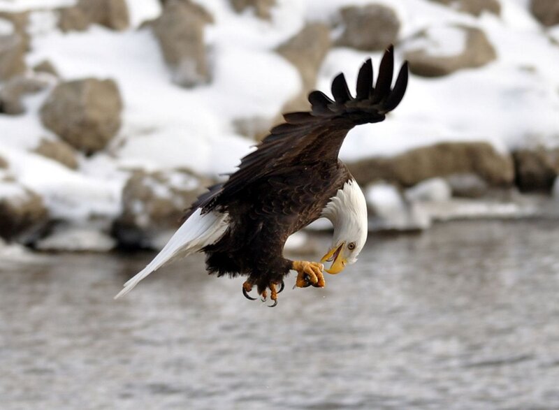 Bald Eagle Hunting — Brown, Focused