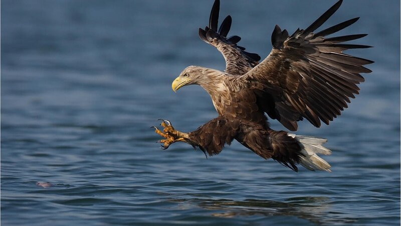 Bald Eagle Hunting — Brown