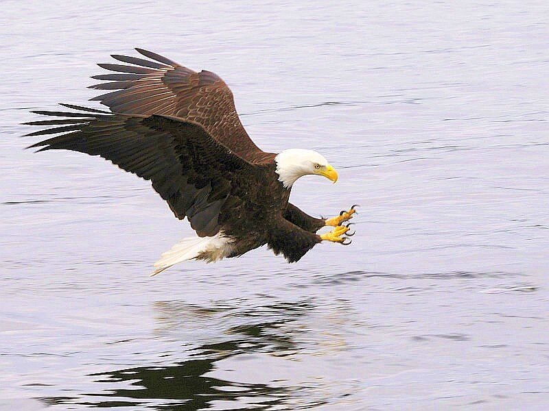 Bald eagle hunting fish