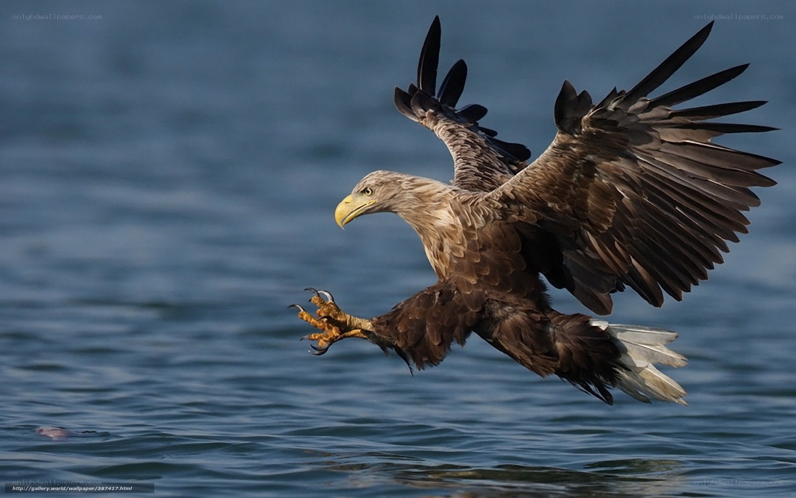 Bald eagle hunting fish