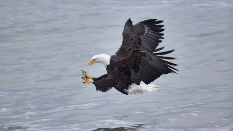 Bald eagle hunting fish
