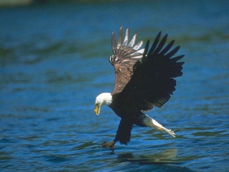 Bald eagle hunting fish