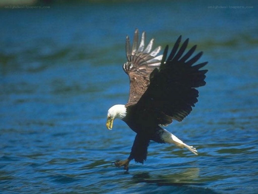 Bald eagle hunting fish