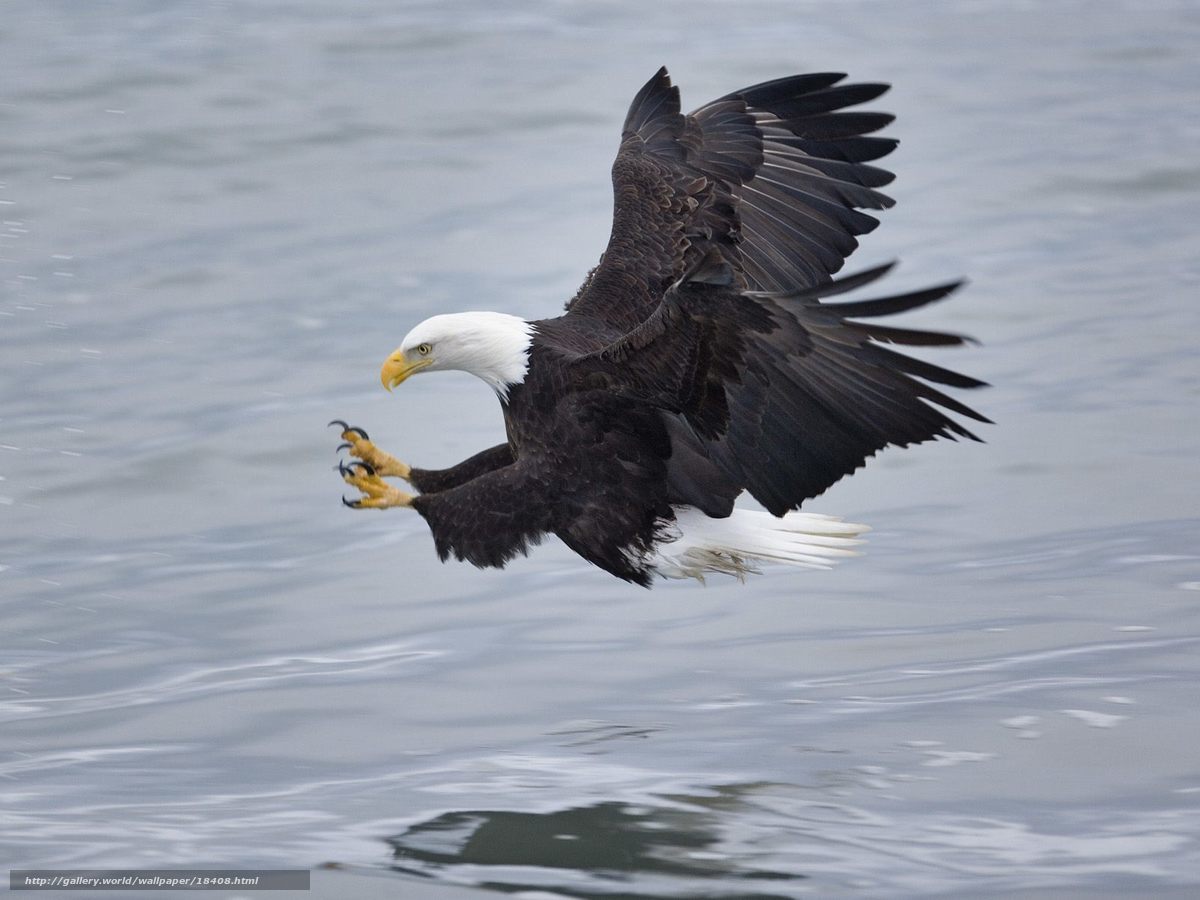 Bald eagle hunting fish