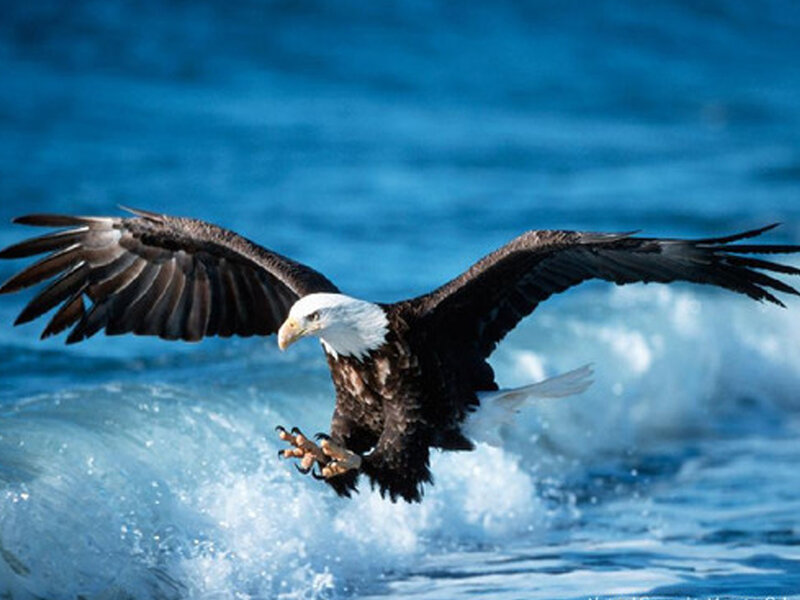 Bald eagle hunting over ocean
