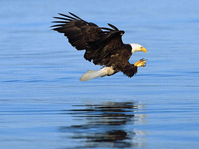 Bald eagle hunting over water
