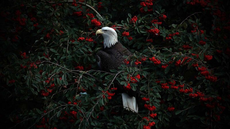 Bald Eagle in Bush