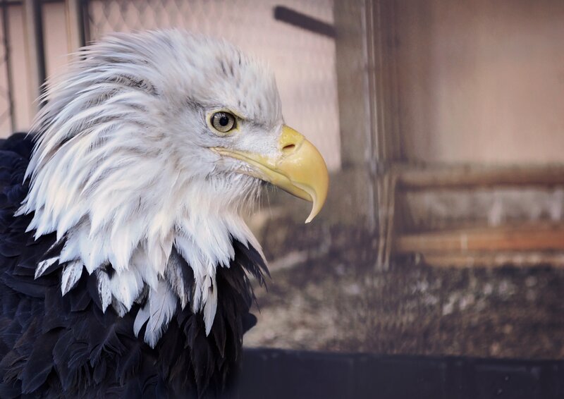 Bald eagle in captivity