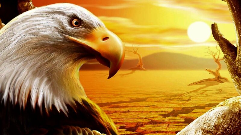 Bald Eagle in Desert — Orange, Dramatic, Sunset