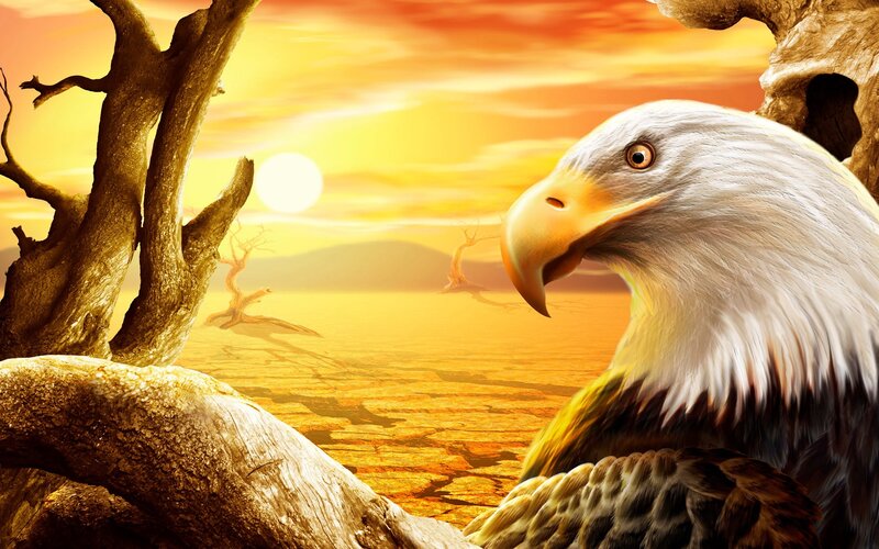 Bald Eagle in Desert — Yellow, Dramatic, Sunset