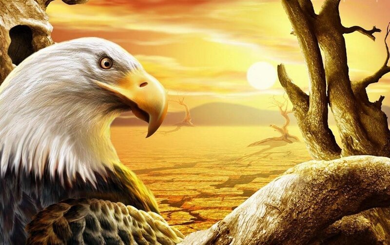 Bald Eagle in Desert — Yellow