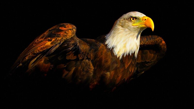 Bald eagle in dramatic lighting