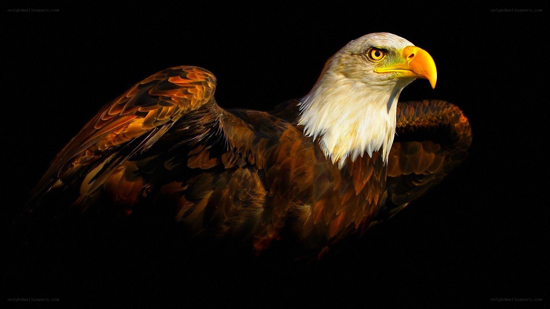 Bald eagle in dramatic lighting