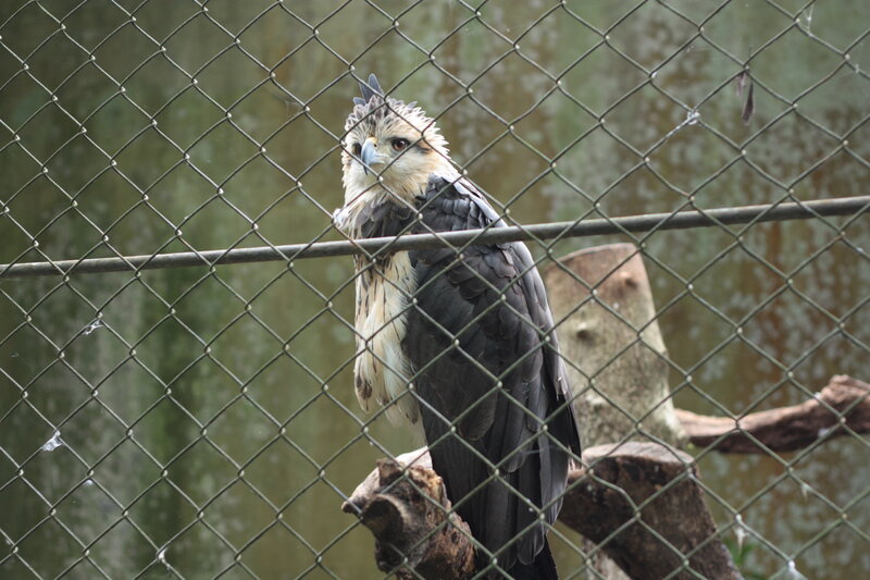 Bald Eagle in Enclosure — Gray