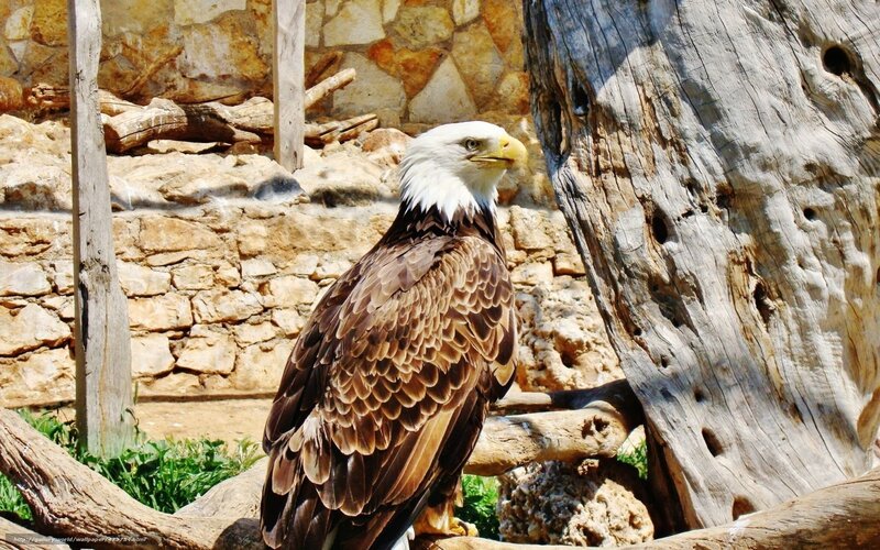 Bald eagle in enclosure