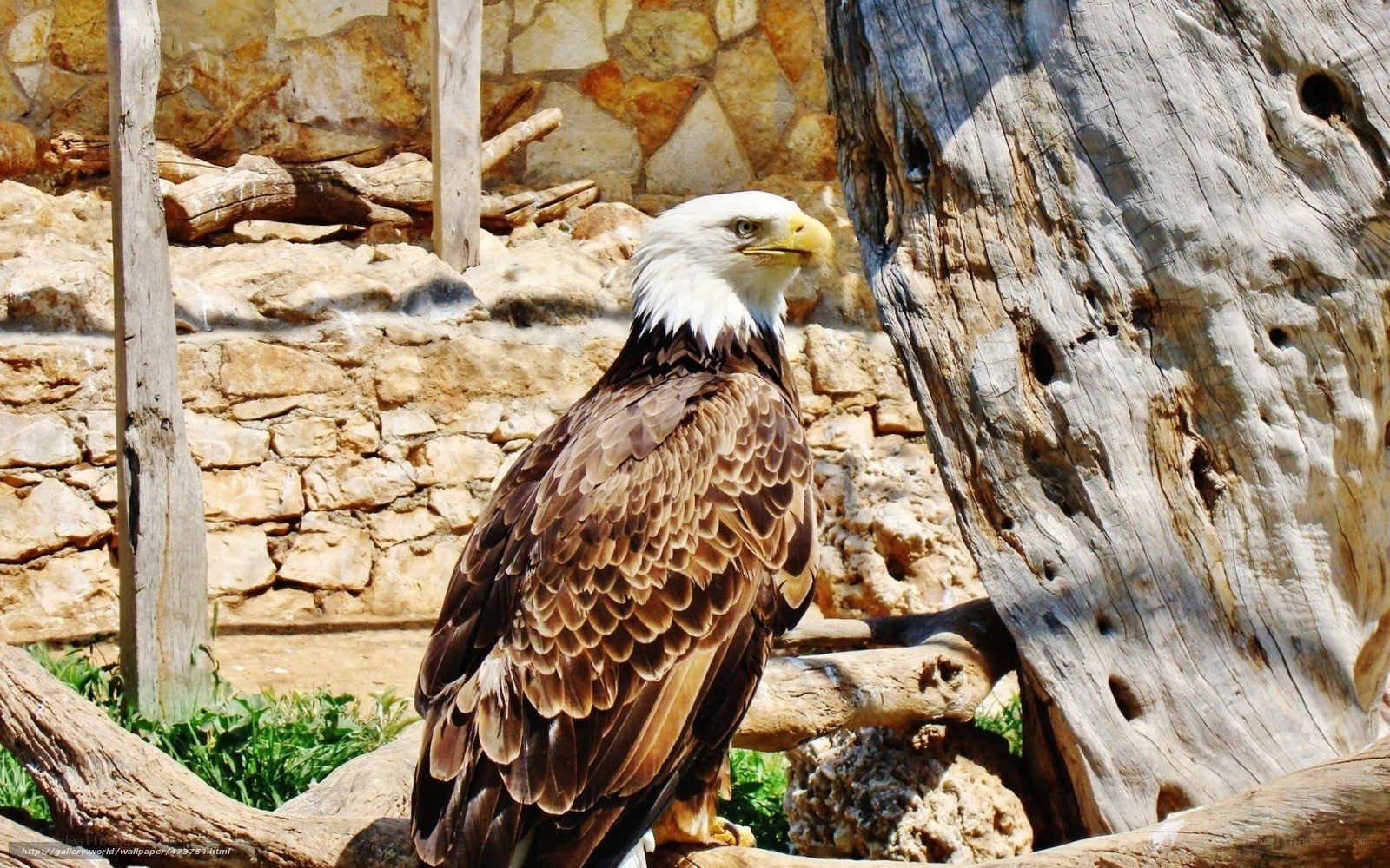 Bald eagle in enclosure