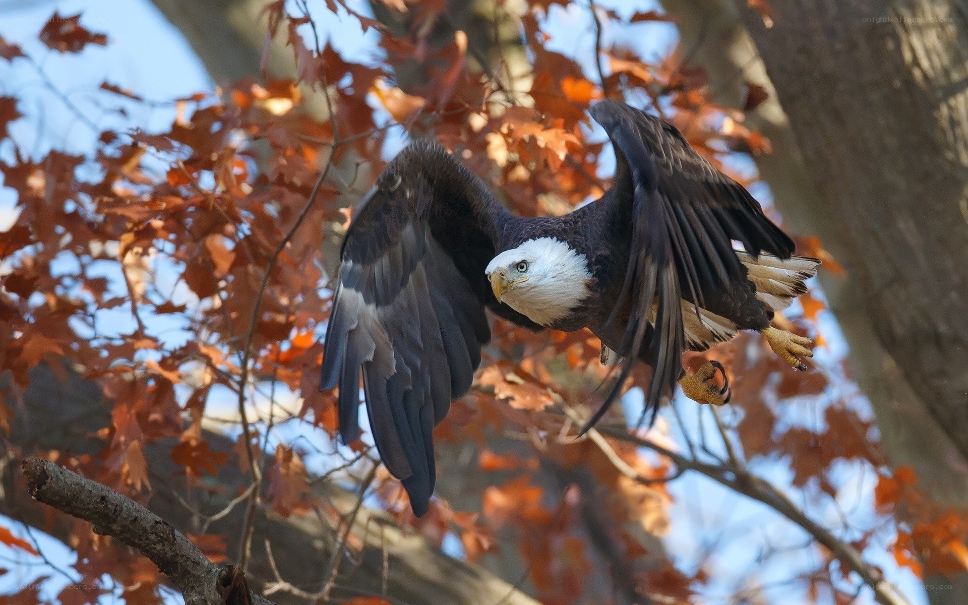 Bald eagle in flight