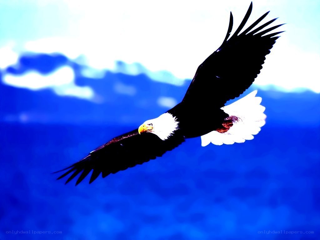 Bald eagle in flight