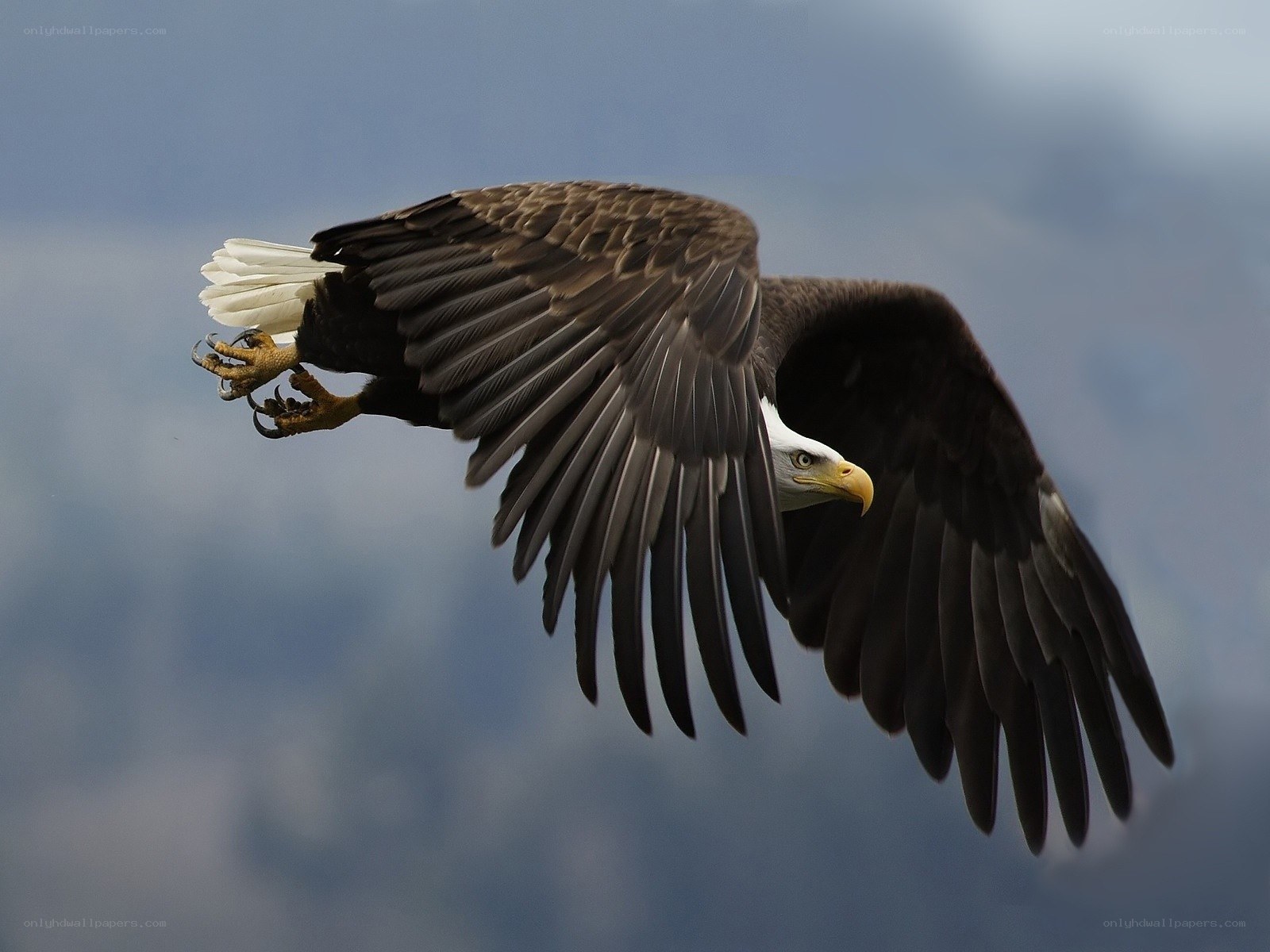Bald eagle in flight