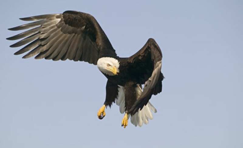 bald eagle in flight