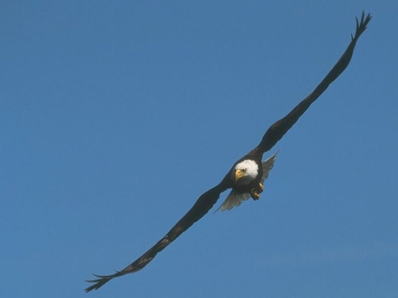 bald eagle in flight