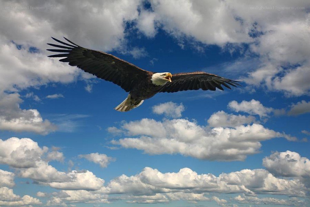 Bald eagle in flight