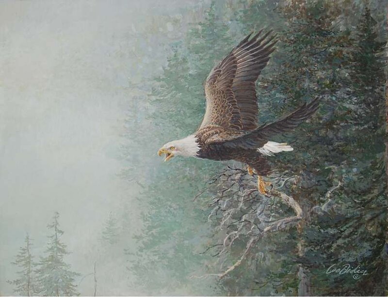 Bald eagle in flight