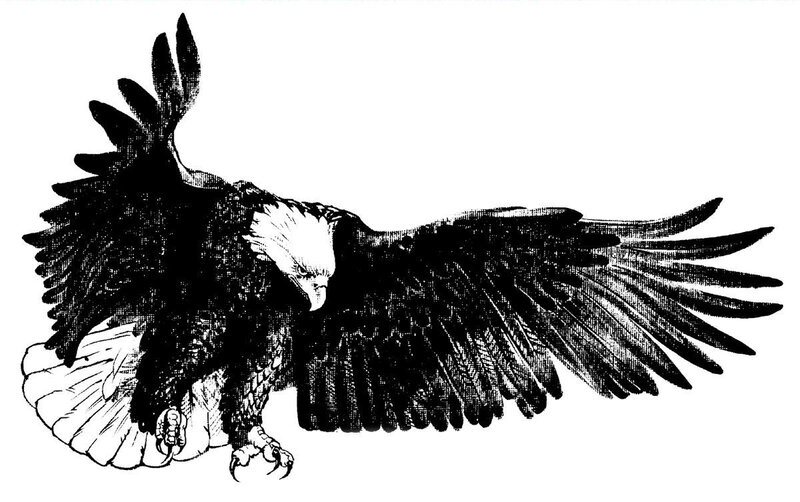 bald eagle in flight
