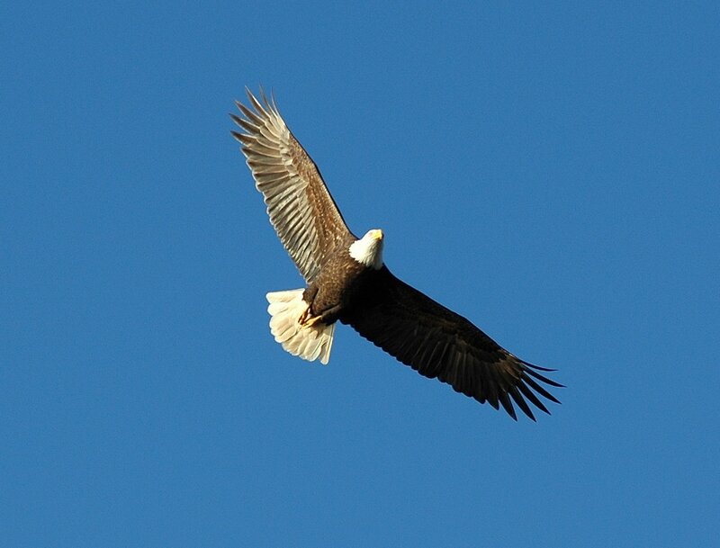Bald eagle in flight