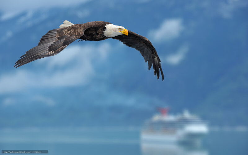 Bald eagle in flight