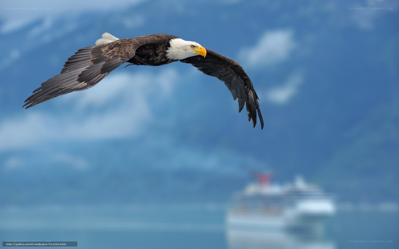 Bald eagle in flight