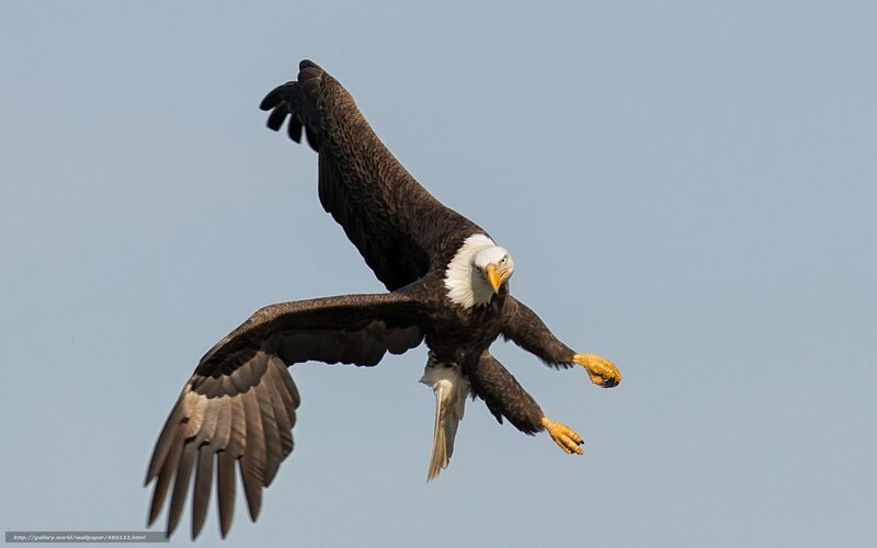 Bald eagle in flight