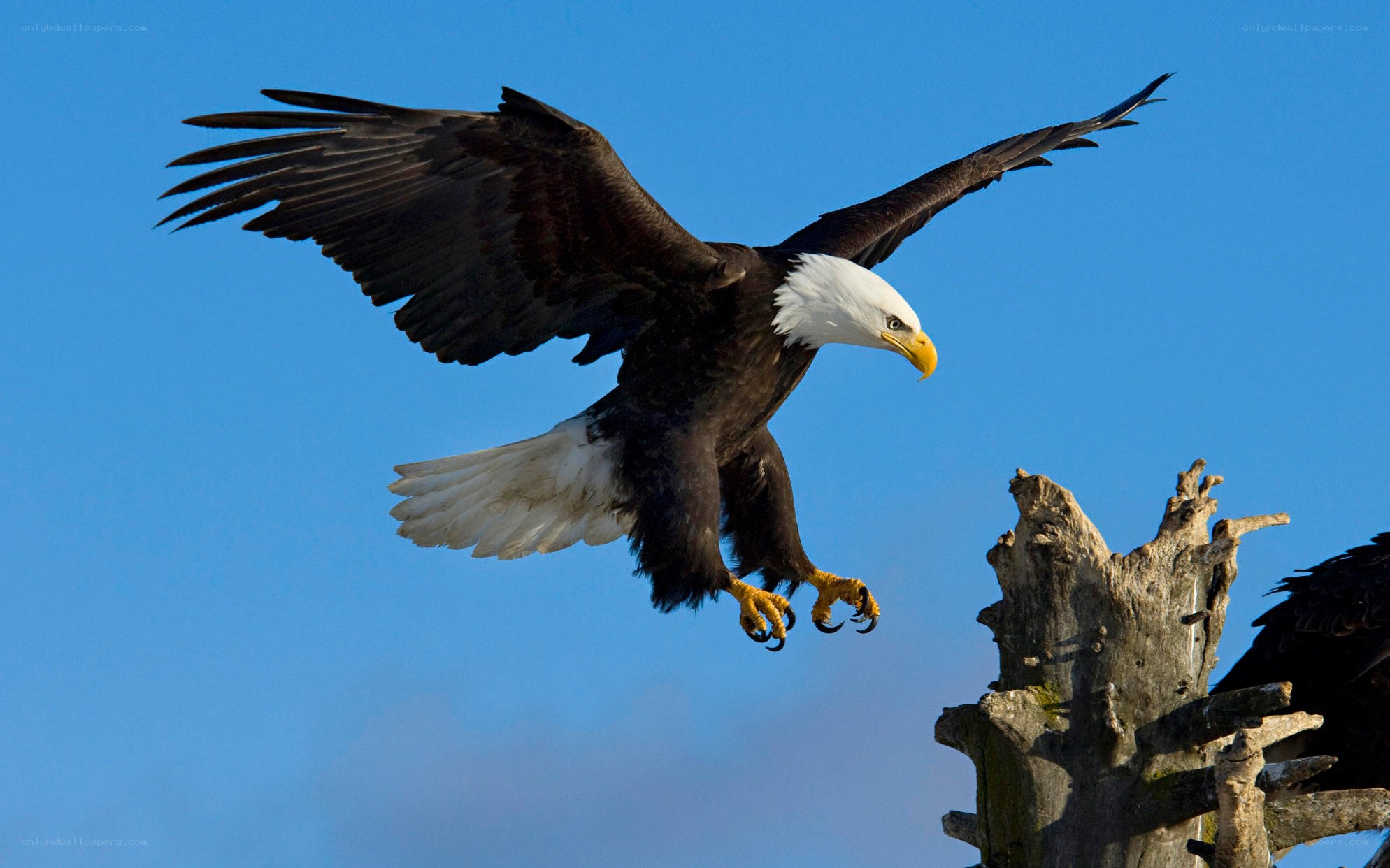 Bald eagle in flight
