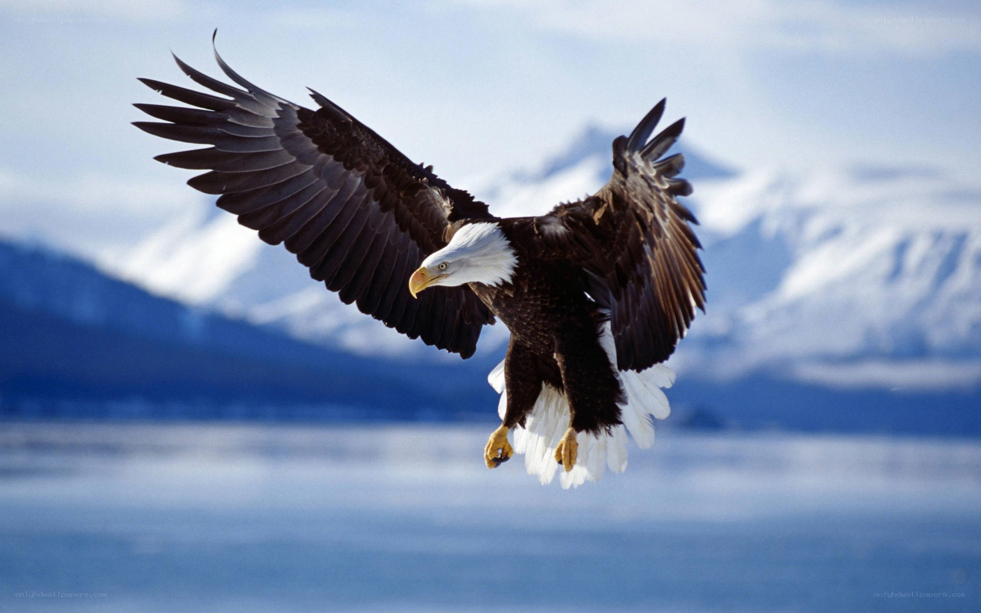 Bald eagle in flight