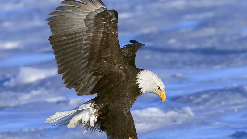 Bald eagle in flight