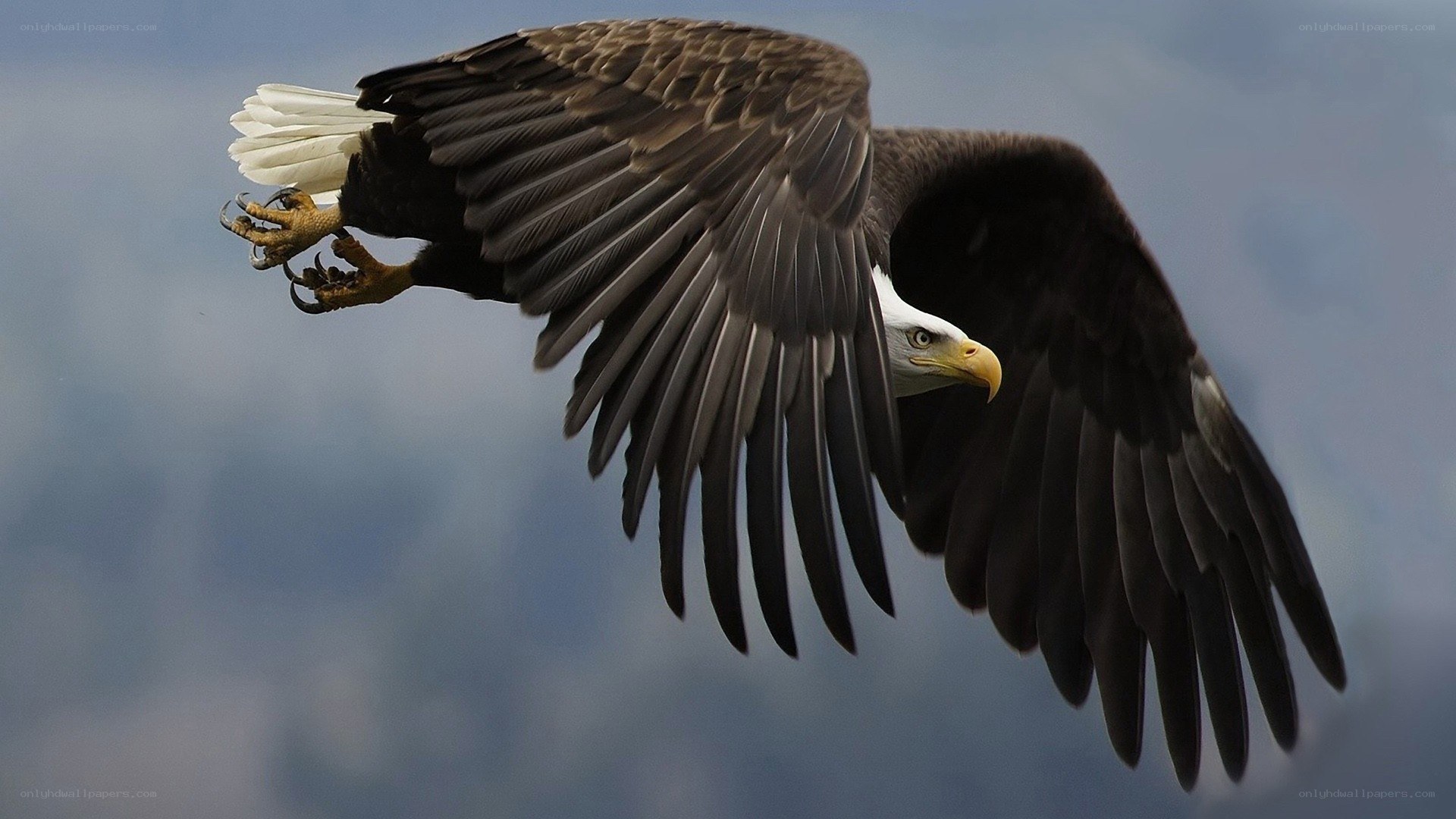 Bald eagle in flight
