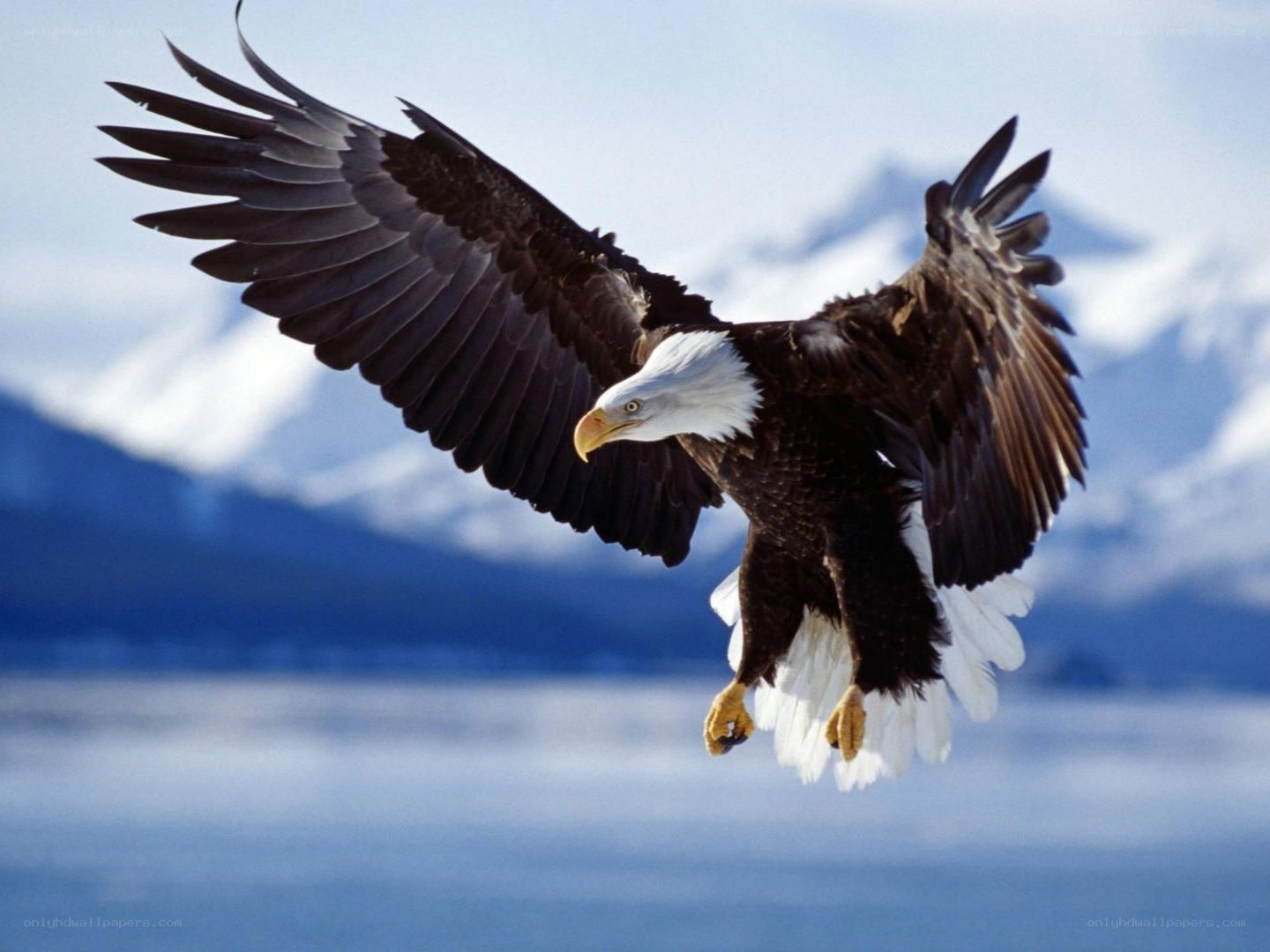 Bald eagle in flight