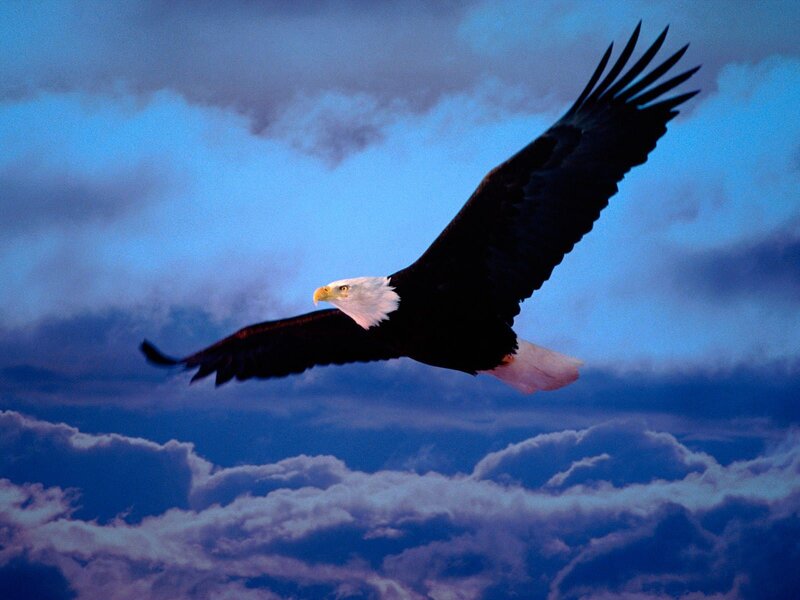 Bald eagle in flight