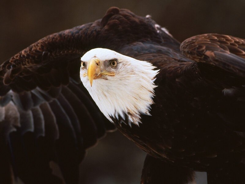 Bald eagle in flight
