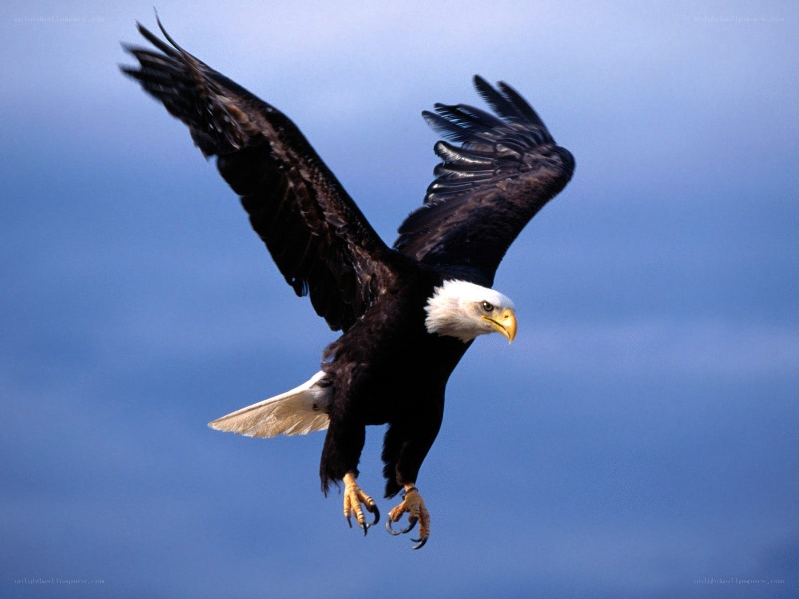 Bald eagle in flight